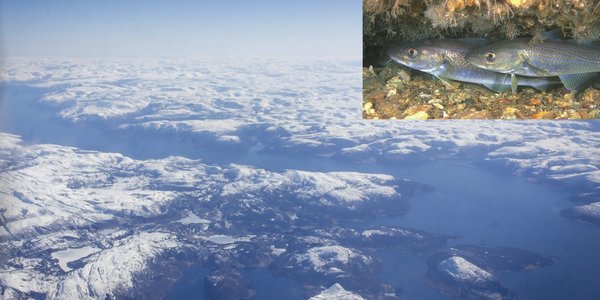 

Fjordlandskap med snøkledde fjell i bakgrunnen, sett fra et fly 